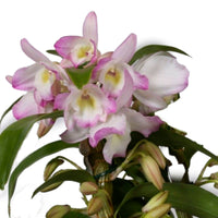 Orchidée Dendrobium 'Kumiko' Blanc-Rose-Jaune