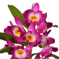 Orchidée Dendrobium 'Akatsuki' Violet-Jaune