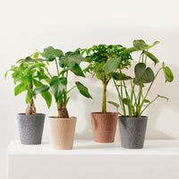 4 plantes d'intérieur 'Jungle Mix'  Vert  sur tige avec pot décoratif