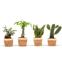 4 plantes d'intérieur 'Asia Mix' Vert avec pot décoratif
