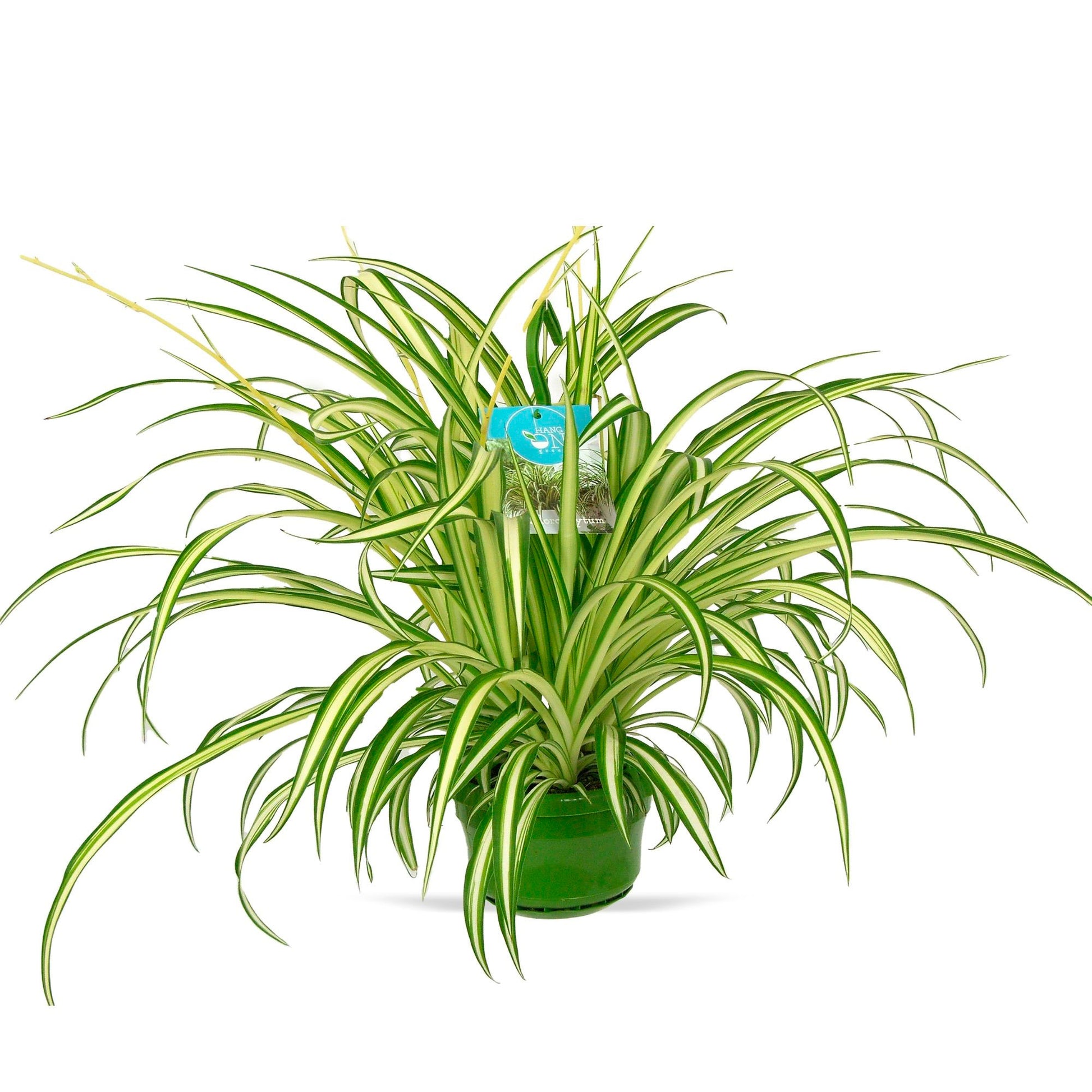 chlorophytum extérieur Plante-araignée Chlorophytum 'Vittatum'