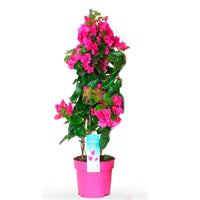 Bougainvillea 'Vera Deep Purple' pyramid Violet