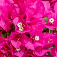 Bougainvillea 'Vera Deep Purple' pyramid XL Violet