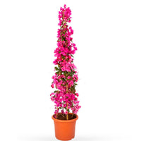 Bougainvillea 'Vera Deep Purple' pyramid XL Violet