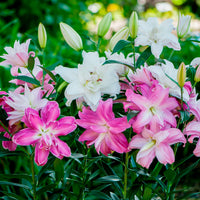 Lys Lilium 'Lotus' Rose-Rouge