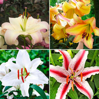 100+ Lys Lilium 'Oriental Lilies' Mélange de couleurs