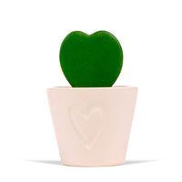 Fleur de cire Hoya kerrii avec pot décoratif