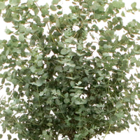 Eucalyptus Eucalyptus  gunnii Vert-Gris-Blanc
