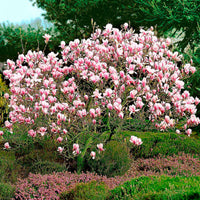 Magnolia  soulangeana Rose