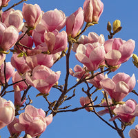 Magnolia  soulangeana Rose