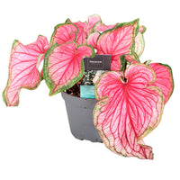 Caladium 'Sweetheart'