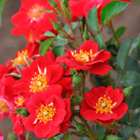 Rosier Rosa 'Amulet Mella'® Rouge