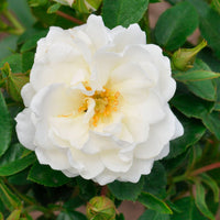 Rosier Rosa 'Crystal Mella'® Blanc
