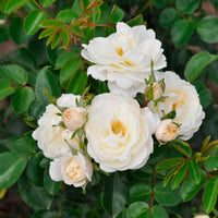 Rosier Rosa 'Crystal Mella'® Blanc