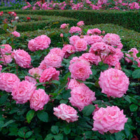 Rosier à grandes fleurs Rosa 'Romina'® Rose