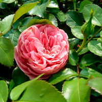 Rosier-tige Rosa 'Leonardo Da Vinci'® Rose  - Plants à racines nues