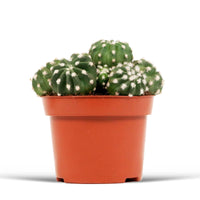 Cactus boule Echinopsis oxygona