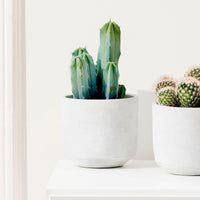 Cactus candélabre Myrtillocactus geometrizans