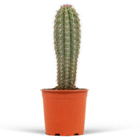 Cactus colonnaire Pachycereus pringlei