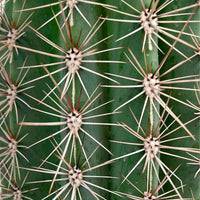 Cactus colonnaire Pachycereus pringlei
