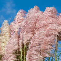 Herbe de la pampa Cortaderia 'Pink Feathers' Blanc-Rose