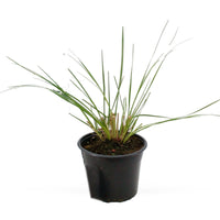 Herbe de la pampa Cortaderia 'Pumila' Blanc