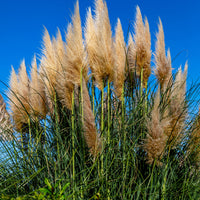 Herbe de la pampa Cortaderia 'Pumila' Blanc