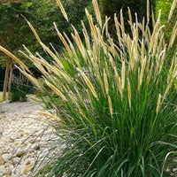 Pennisetum macrourum Marron-Violet-Blanc