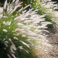 Pennisetum 'Fairy Tails' Marron-Violet-Blanc