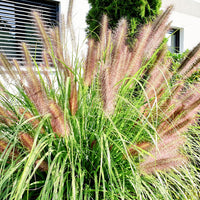 Pennisetum 'Flamingo' Marron-Violet-Rose