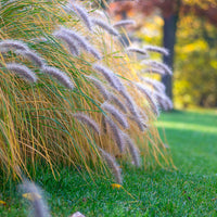 Pennisetum 'Flamingo' Marron-Violet-Rose