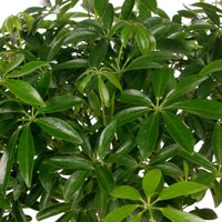 Arbre pieuvre Schefflera luseana