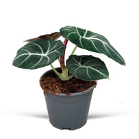 Oreilles d'éléphant Alocasia reginula 'Black Velvet' Multicolore-Noir-Vert