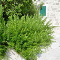 Rosmarinus officinalis Vert