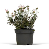 Convolvulus cneorum Argent-Blanc