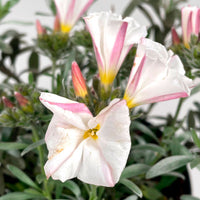 Convolvulus cneorum Argent-Blanc