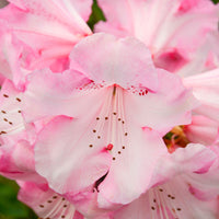 Rhododendron  'Kalinka' Rose
