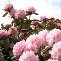 Rhododendron  'Kalinka' Rose
