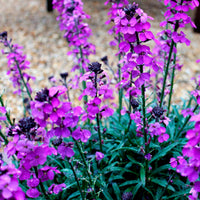 Erysimum  'Bowles Mauve' Violet