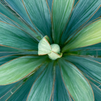 Yucca filamentosa Vert