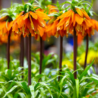 2x Fritillaire impériale Fritillaria 'Orange Beauty' orangé