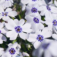6x Couvre-sol - Phlox mousse 'Bavaria' bleu-blanc