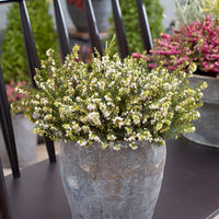 3x Bruyère d’hiver 'White Perfection'