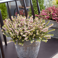 3x Bruyère d’hiver 'Darley Dale'