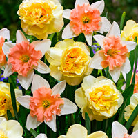 7x Narcisses Narcissus - Mélange ’Art Design’ + ’Dear Love’ jaune-rose