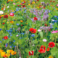 Mél. Fleurs des prés