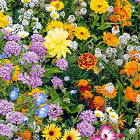 Fleurs pour abeilles mél.