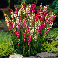Ixia rouge-rose-blanc