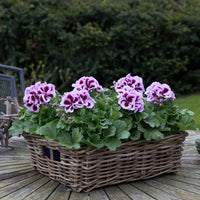 3x Géranium des fleuristes Pelargonium 'Patricia' rose-violet