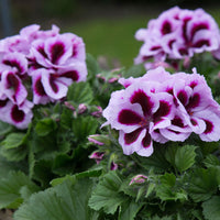 3x Géranium des fleuristes Pelargonium 'Patricia' rose-violet